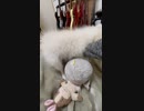 ポメラニアン発情期  YouTubeにアップ