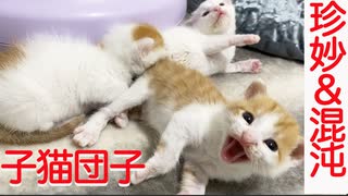 保護子猫3兄弟、禁断の猫団子を解禁する