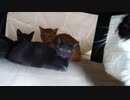 初めて炬燵を出したら意外な結果に…このあと一匹の猫が