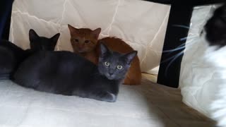 初めて炬燵を出したら意外な結果に…このあと一匹の猫が
