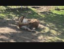 わんわん動物園 自分の尻尾で遊ぶほたてちゃん(ゴールデンレトリバー)