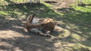 わんわん動物園 自分の尻尾で遊ぶほたてちゃん(ゴールデンレトリバー)