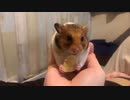 バナナチップス、おいしい【ハムスター】