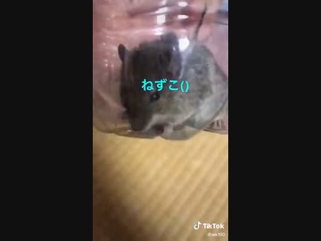 女子小学生vsネズミ