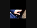 ぼっちなオッサンに付き合ってくれる猫#Shorts【野良猫】【感動猫】