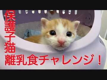保護子猫兄弟、離乳食チャレンジのとき
