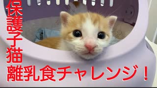 保護子猫兄弟、離乳食チャレンジのとき