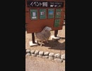 看板で背中をかく羊@六甲山牧場