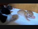 【生後16日目の子猫は子ライオン】フルフル震えながらよちよち…