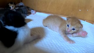 【生後16日目の子猫は子ライオン】フルフル震えながらよちよち…