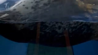 水族館の婚活パーティーで頑張ってトークをしている男の物語である！！