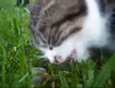 ホモと見る猫の捕食シーン