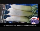 ゆっくり農民177桜島大根を育ててみませんか？#4