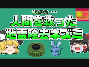 【2022年】爆弾から多くの人々を救った英雄ネズミ 『マガワ』【ゆっくり解説】