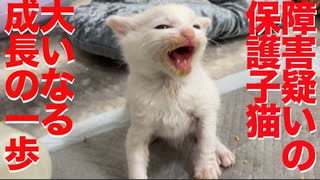 障害疑いの子猫、力強い成長の大きな一歩を踏み出す