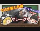 【ゆっくり解説】マレーグマ　その生態と危機　ワンピイ♂28歳子ども6頭　Malayan Sun Baer　 クマ