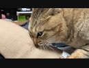 怒りがおさまらないタタルさん