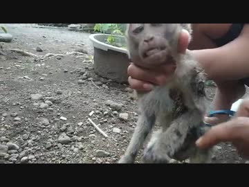 【子猿・救助】傷口に水、子猿悶絶絶叫【海外・動物】