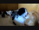 チューしたい姉子猫に動揺し、押し倒した弟子猫だったが…