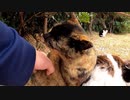 ぼっちなおっさんとキマり過ぎて動きがバグる猫【野良猫】【感動猫】