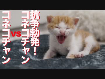 障害疑いの子猫、兄弟子猫に抗争を仕掛ける