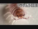 ワラジムシ亜目【ゆっくり解説】