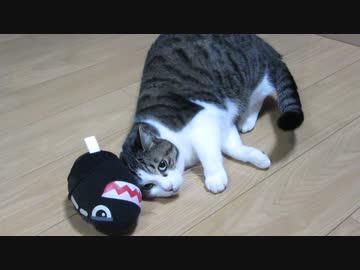 ぬいぐるみに纏わり付く猫