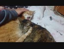 拾いねこ＠生後3487/3454日目　耳の内側。