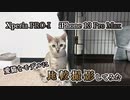 愛猫をモデルにXperia PRO-IとiPhone 13 Pro Maxの比較撮影をしてみた。