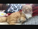 猫の腰をモミモミしてみる