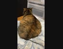返事してくれるうちの飼い猫
