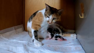 五匹の子猫それぞれ誕生二分後の様子を二分にまとめてみました【保護猫の出産】