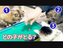 予想してください！どの猫がボールをとるでしょうか？