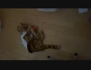 りんごと戯れるコタロウくん　ライトの明暗注意！short
