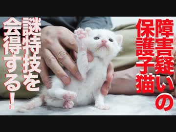 障害疑いの保護子猫、珍妙ムーブを会得する