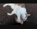 猫と、平凡で何も無い、ひと時