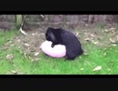 ホモと見る風船SEX兎
