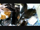 今週のおやつ（本隊）【蒼民家の猫々】