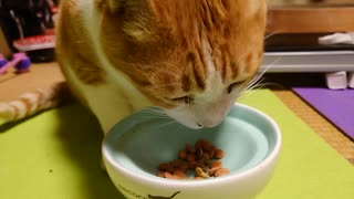 【実家汚猫】お行儀が悪い猫の咀嚼音
