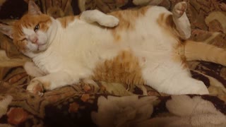 【実家汚猫】セクシーポーズ