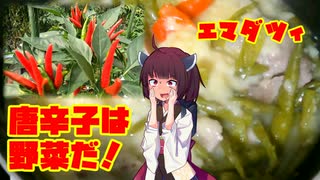 きりたんの農家的クッキングPart3「唐辛子は野菜だ！エマダツィ」