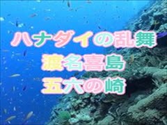 ハナダイが群れる五六の崎ダイビング！渡名喜島