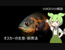 【VOICEVOX解説】オスカーの生態・飼育法