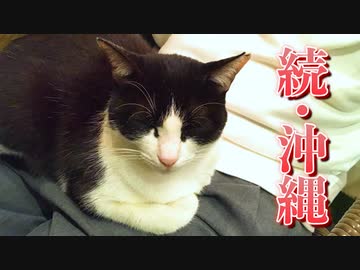沖縄旅の未公開映像集（5割が猫）