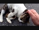 ぼっちなおっさんが見つけた奇妙な落とし物【野良猫】【感動猫】