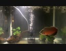 オスカー飼育水槽【ルビーレッドオスカー】