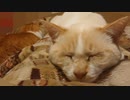【実家汚猫】微振動では起きない猫