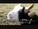 ヤギさん、もぐもぐ草はウメェ～(¯ч¯)''ﾓｸﾞﾓｸﾞ