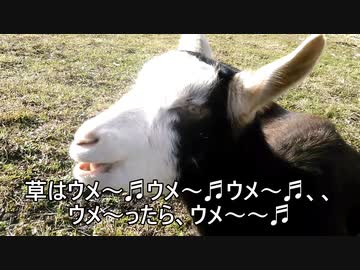 ヤギさん、もぐもぐ草はウメェ～(¯ч¯)''ﾓｸﾞﾓｸﾞ