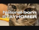 「Natural-born STAYHOMER」（弦巻マキ　ライトバージョン使用）